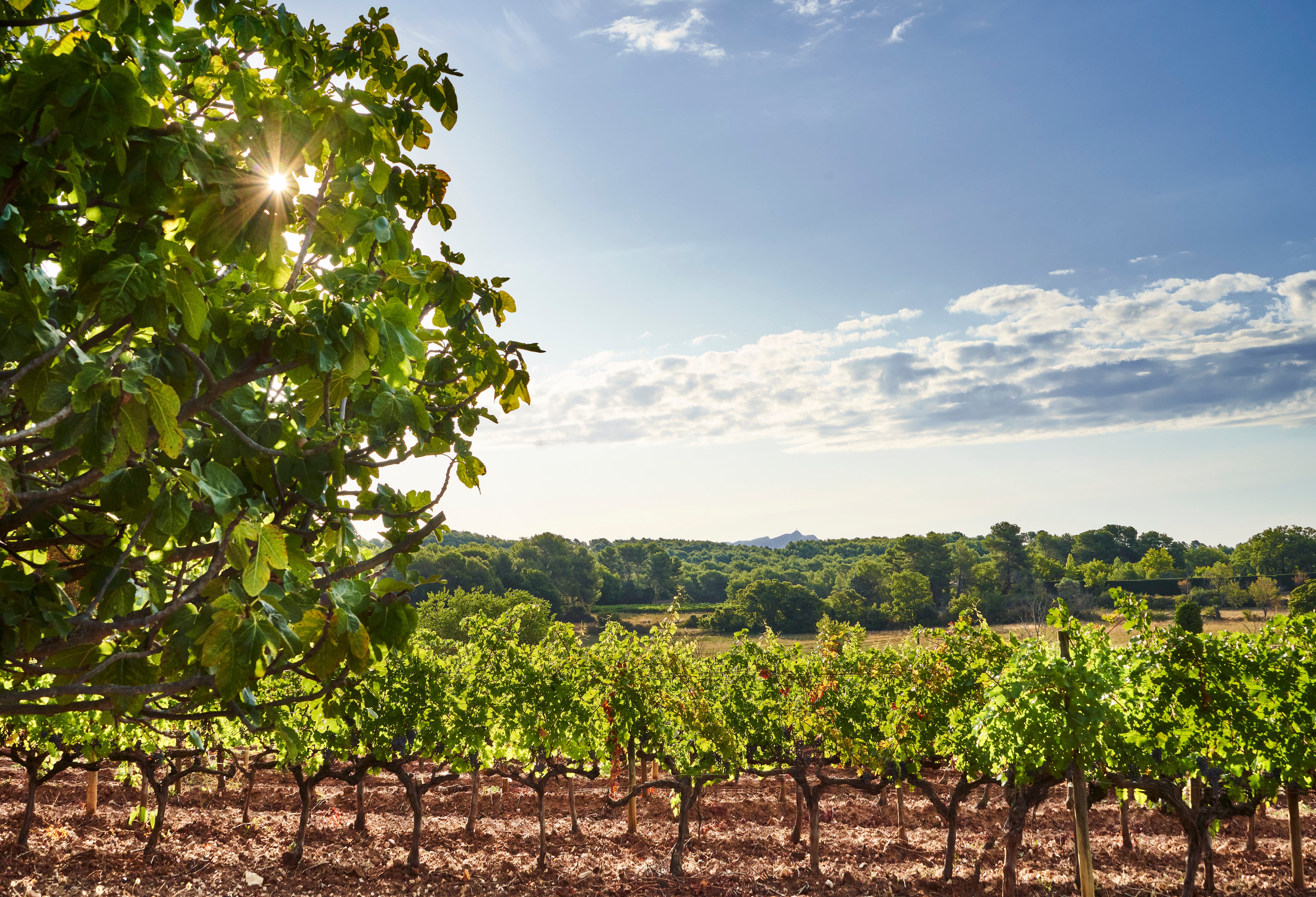Rose Wine Garance-Chateau de la Gaude