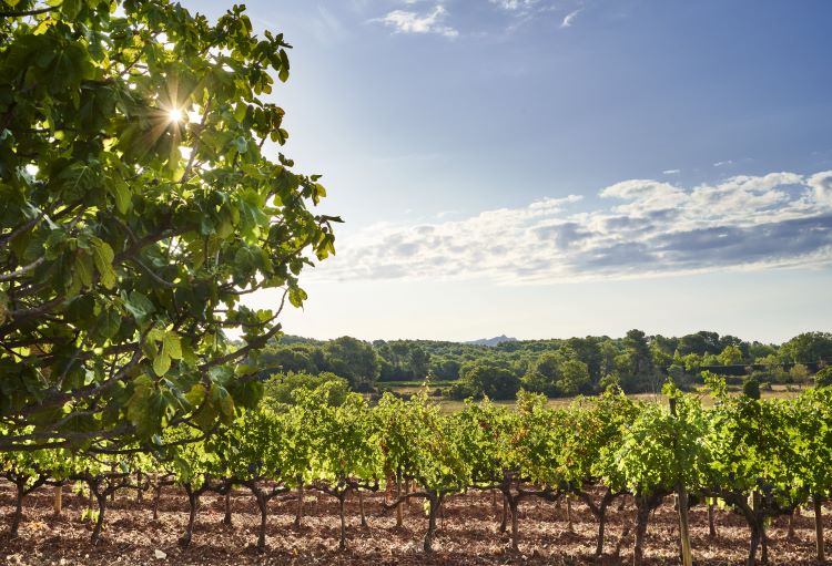 Rose Wine Garance-Chateau de la Gaude