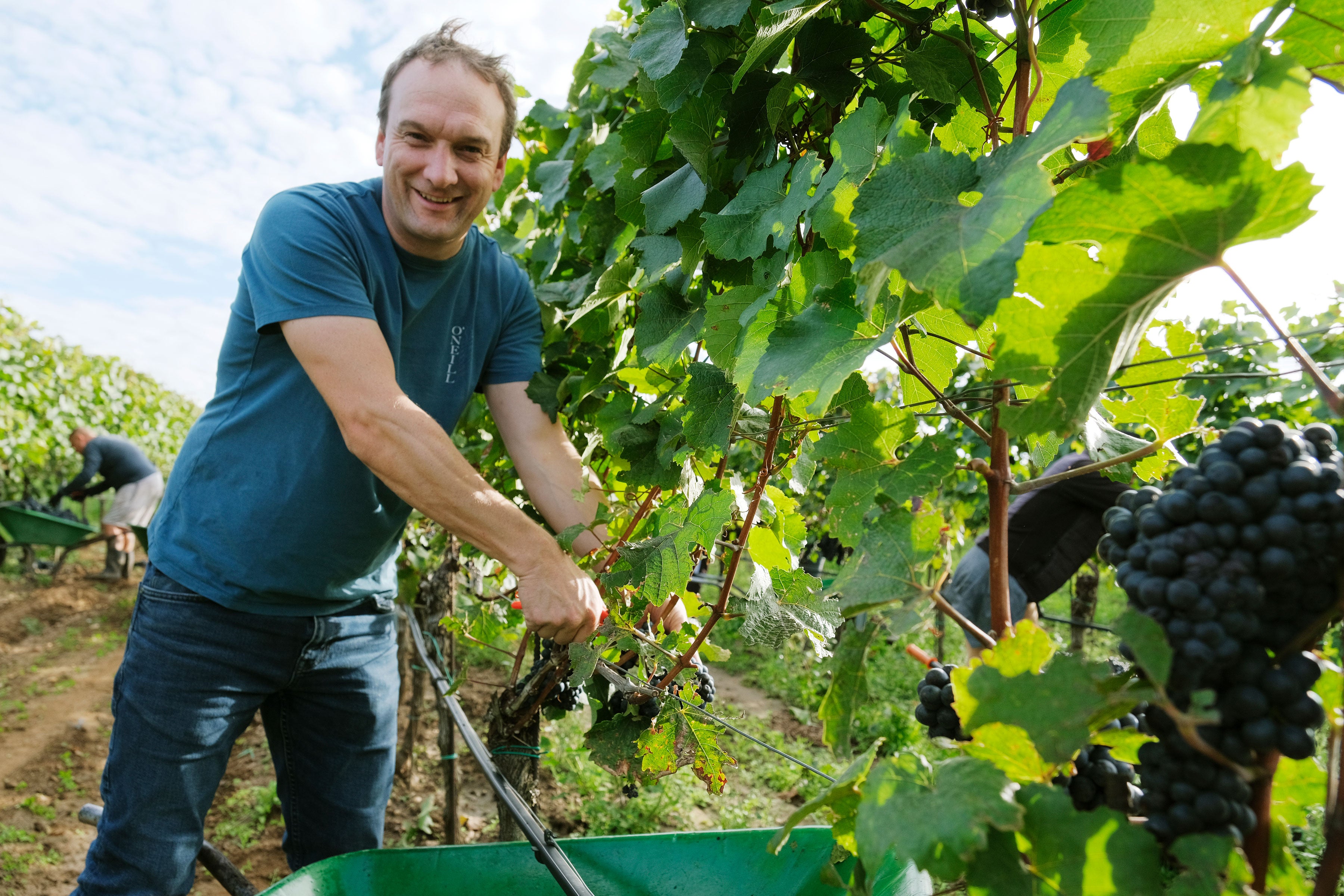 Red Wine Special Blend-Markus Iro