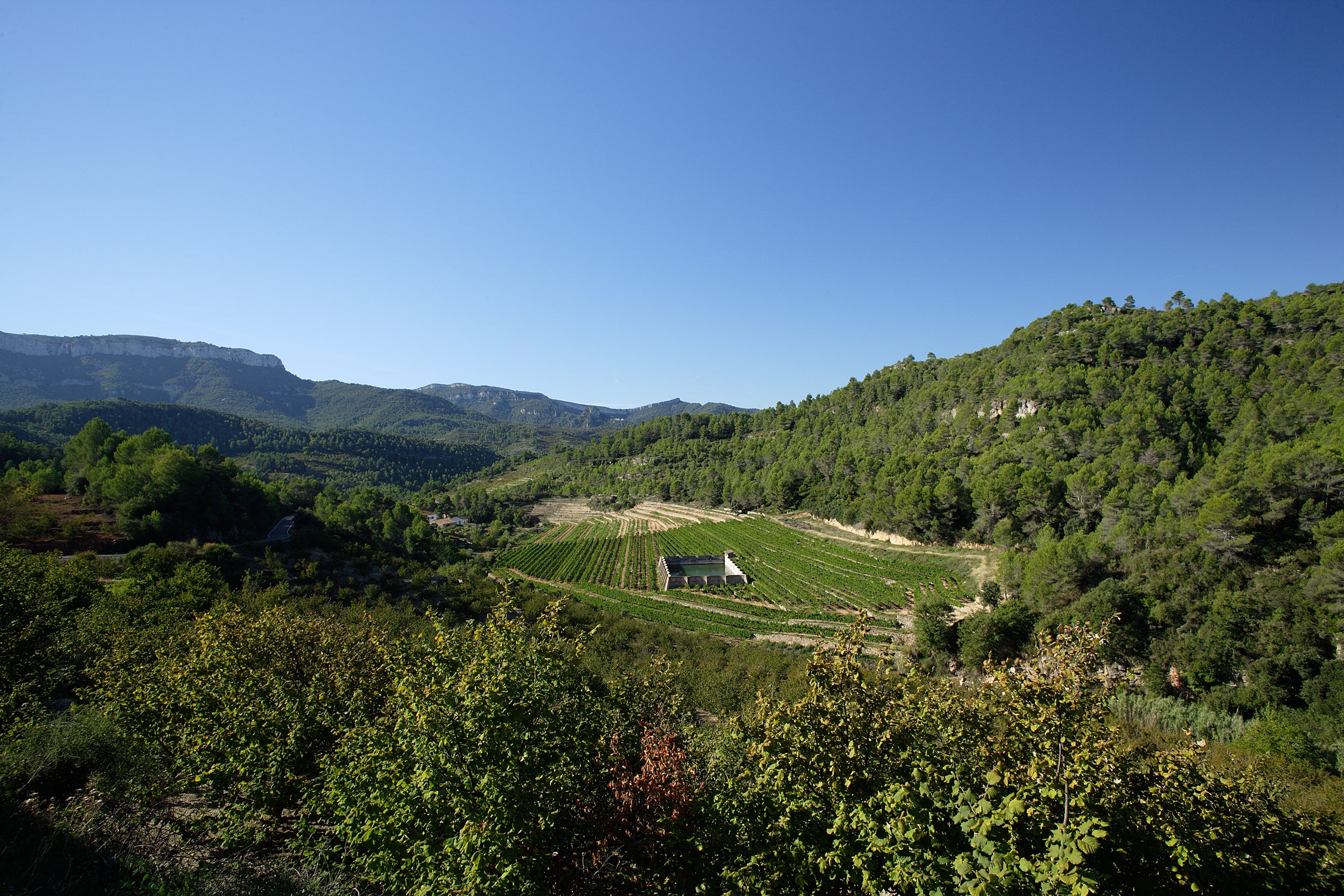 Red Wine Joana-Cellar San Rafel