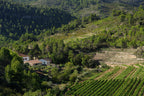 Red Wine Joana-Cellar San Rafel