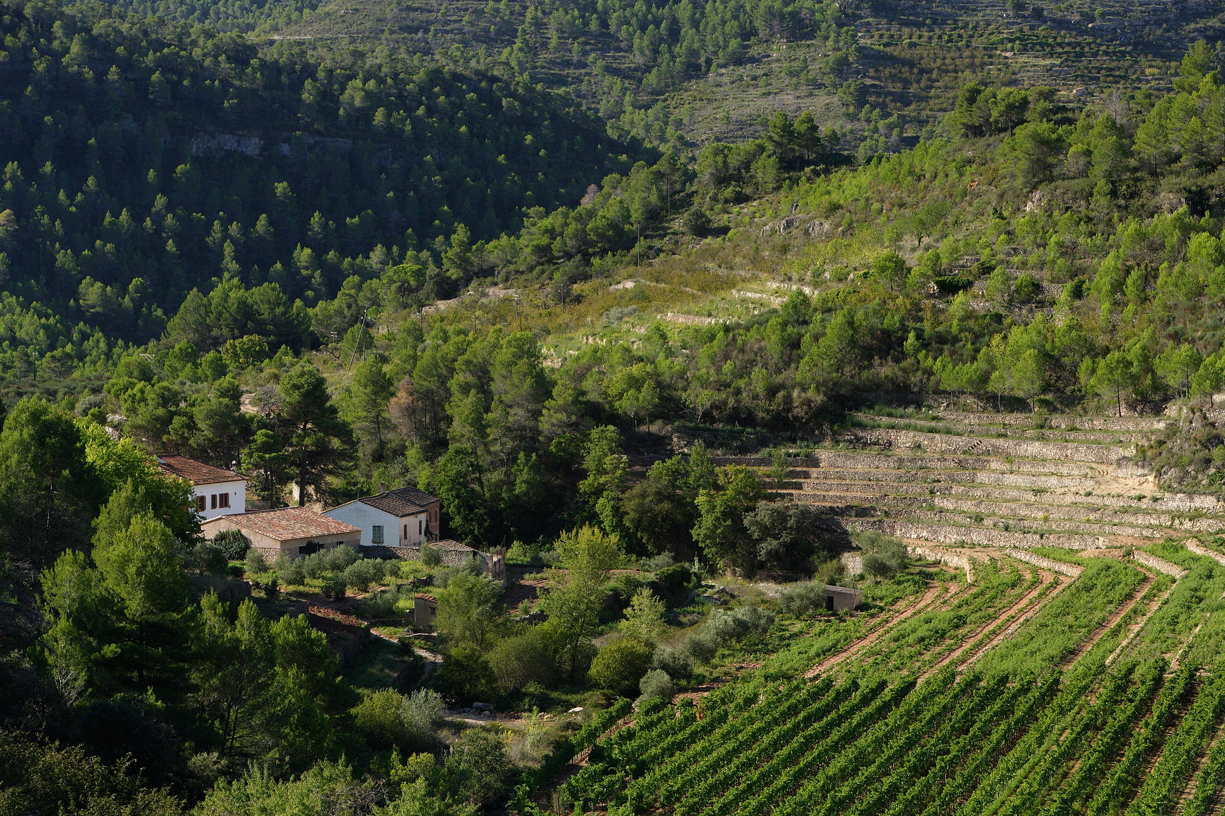 Red Wine Joana-Cellar San Rafel