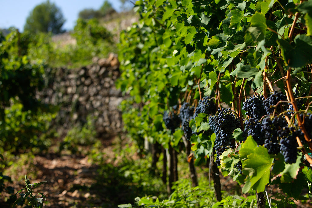 Red Wine Joana-Cellar San Rafel