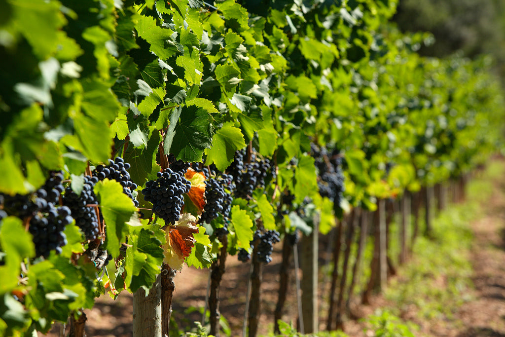 Red Wine Joana-Cellar San Rafel