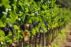 Red Wine Joana-Cellar San Rafel