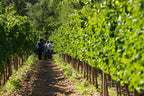 Red Wine Joana-Cellar San Rafel