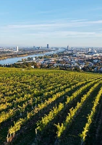 Alcohol-Free White Wine Riesling | Mayer am Pfarrplatz | Aromatic, Fresh & Beautifully Balanced
