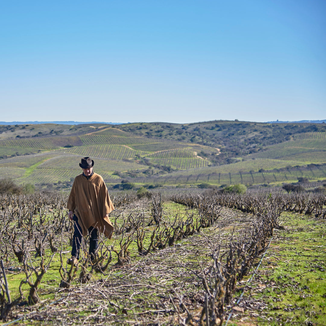 Red Wine Cabernet Sauvignon-Calcu