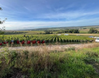 Champagne 100% Meunier-Bruyen