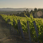 Red Wine Cabernet Franc-Calcu