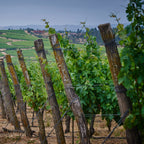 Red Wine Cabernet Franc-Calcu