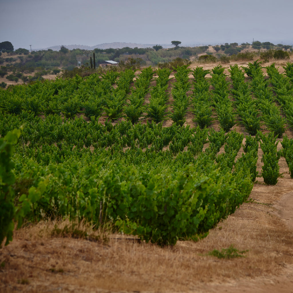 Red Wine Cabernet Franc-Calcu