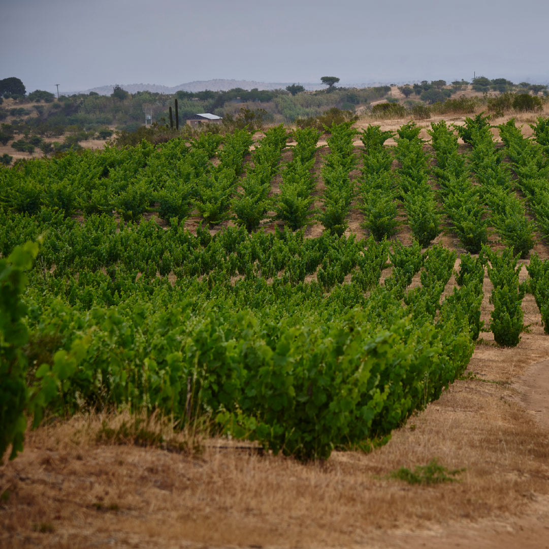 Red Wine Cabernet Franc-Calcu