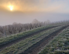 Champagne 100% Meunier-Bruyen