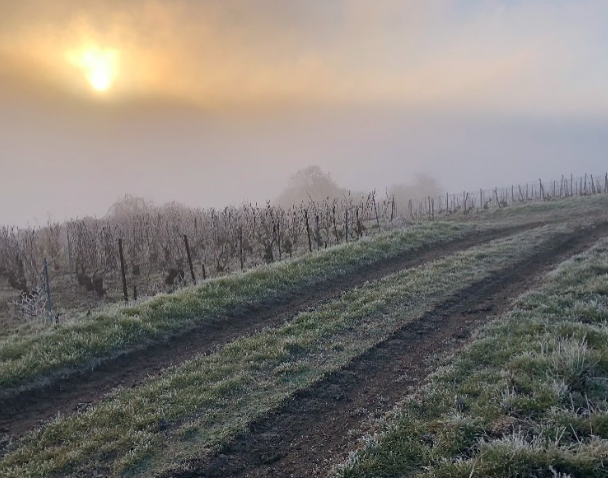 Champagne 100% Meunier-Bruyen