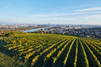 White Wine Gruner Veltliner-Mayer AM Pfarrplatz
