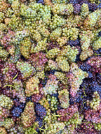 White Wine Gruner Veltliner-Mayer AM Pfarrplatz
