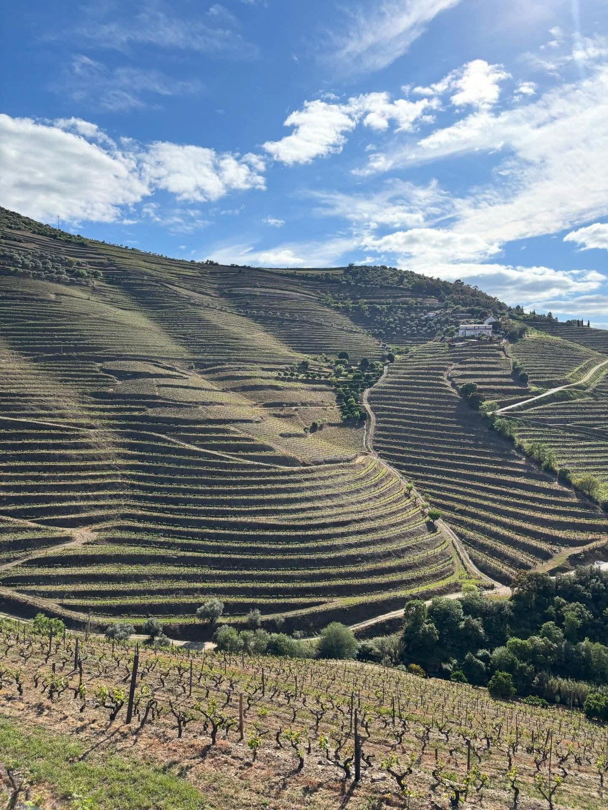 Pata d’Urso Rosé 2021 | Structured, Complex & Gastronomic