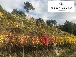 White Wine Terras Mancas Blanco-Adega Terras Mancas
