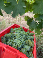 Red Wine Pagliano-Tenuta Morciano