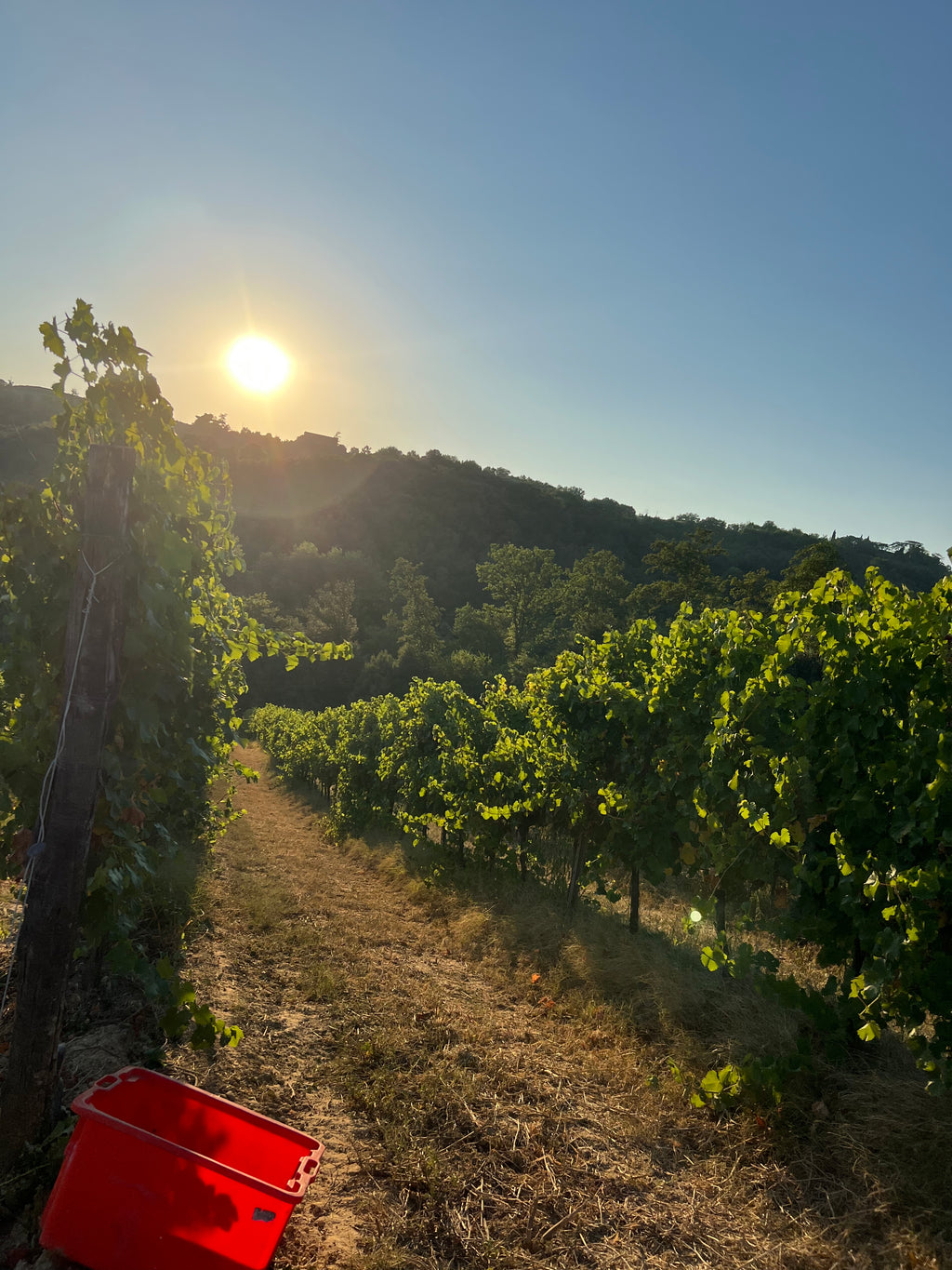 Red Wine Pagliano-Tenuta Morciano