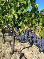 Red Wine Pagliano-Tenuta Morciano