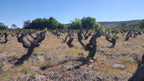 Red Wine Mileto Crianza-Bodegas Alvia