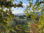 Red Wine Pagliano-Tenuta Morciano