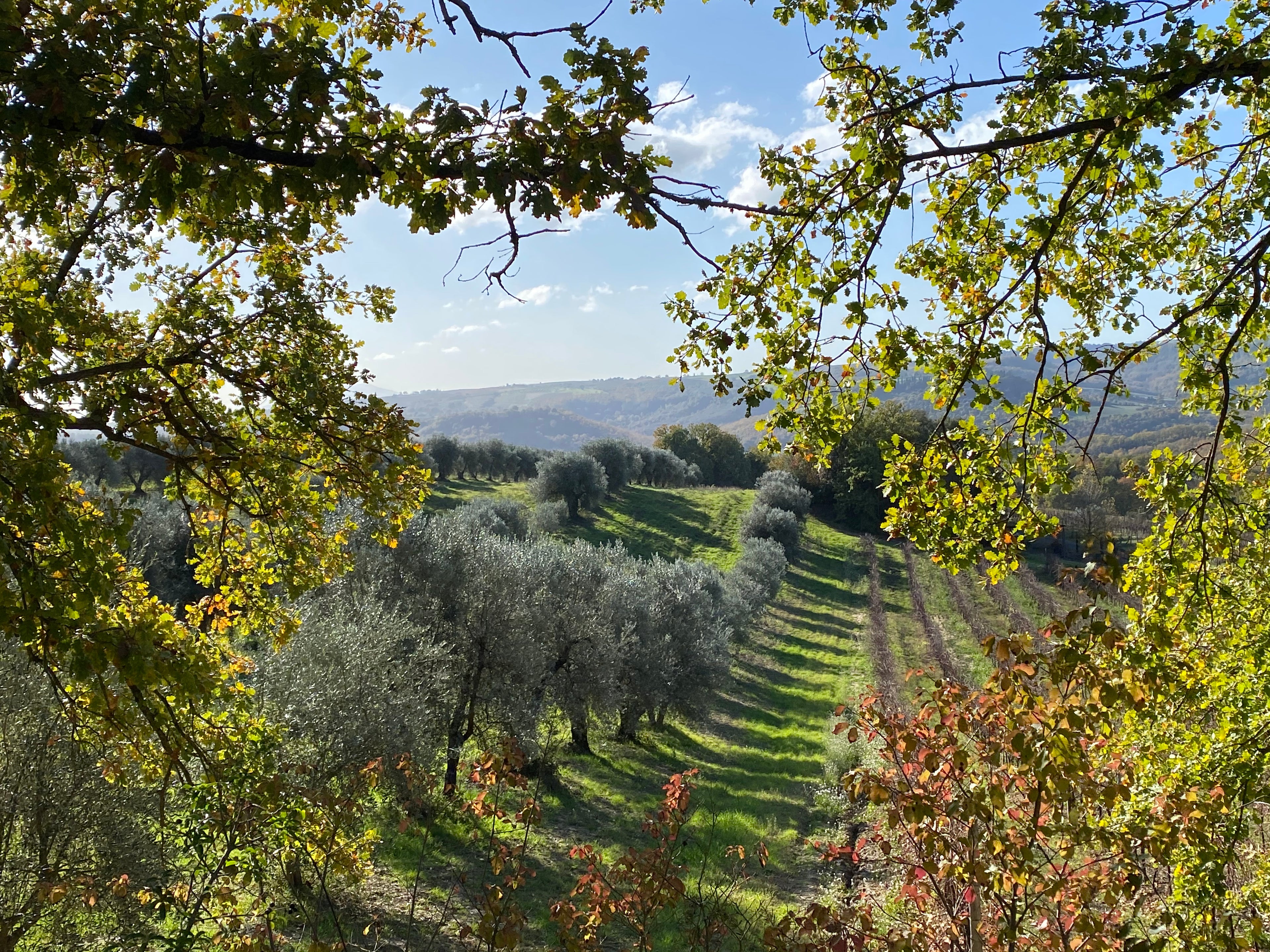 Red Wine Pagliano-Tenuta Morciano