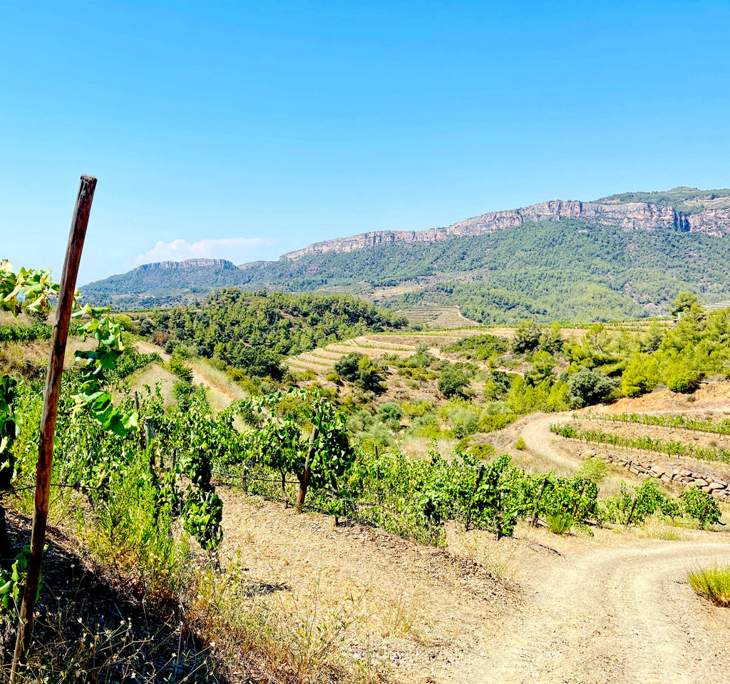 Red Wine Onix Classic-Vinicola del Priorat