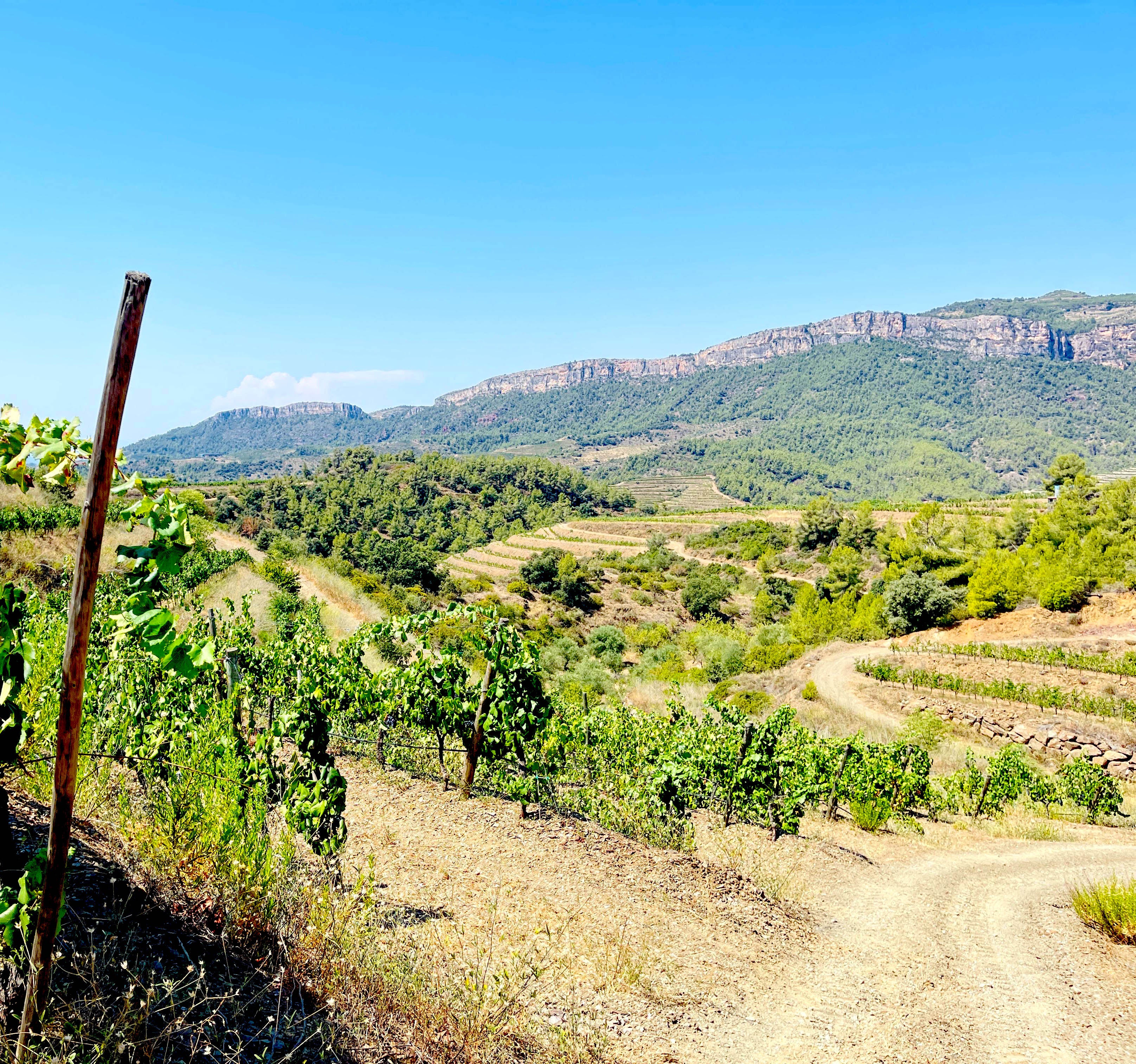 Red Wine Onix Fusio-Vinicola del Priorat