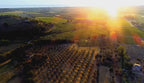 Red Wine Mileto Crianza-Bodegas Alvia