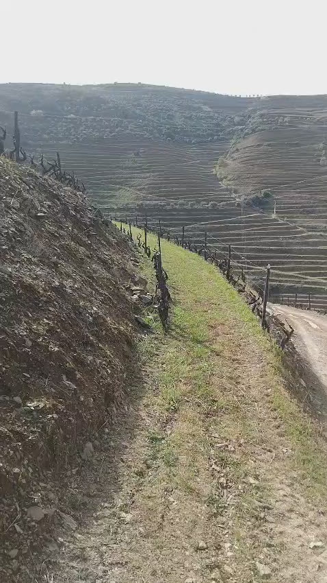 Pata d’Urso Rosé 2021 | Structured, Complex & Gastronomic