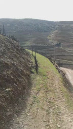 Pata d’Urso Rosé 2021 | Structured, Complex & Gastronomic