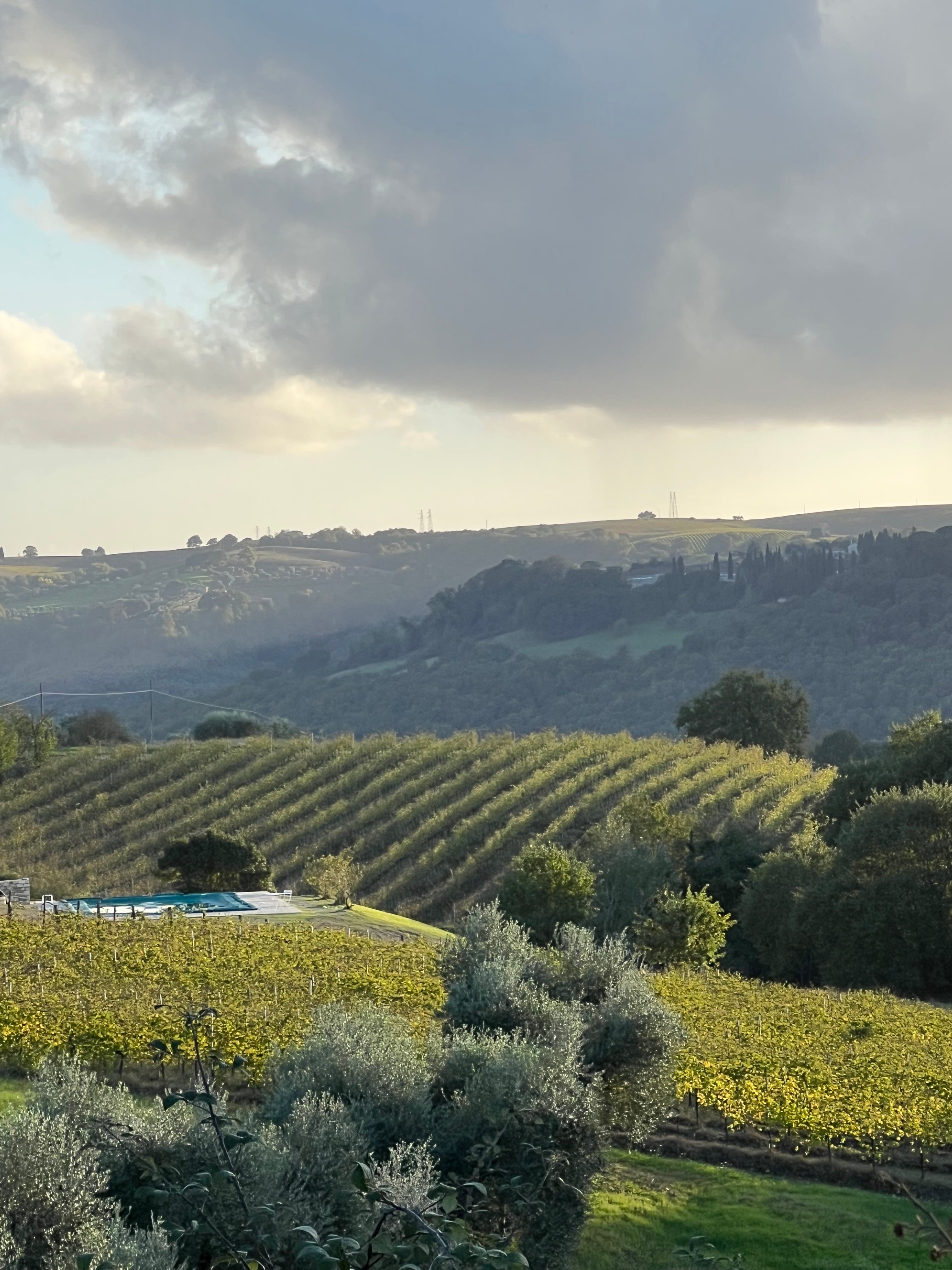 Red Wine Pagliano-Tenuta Morciano