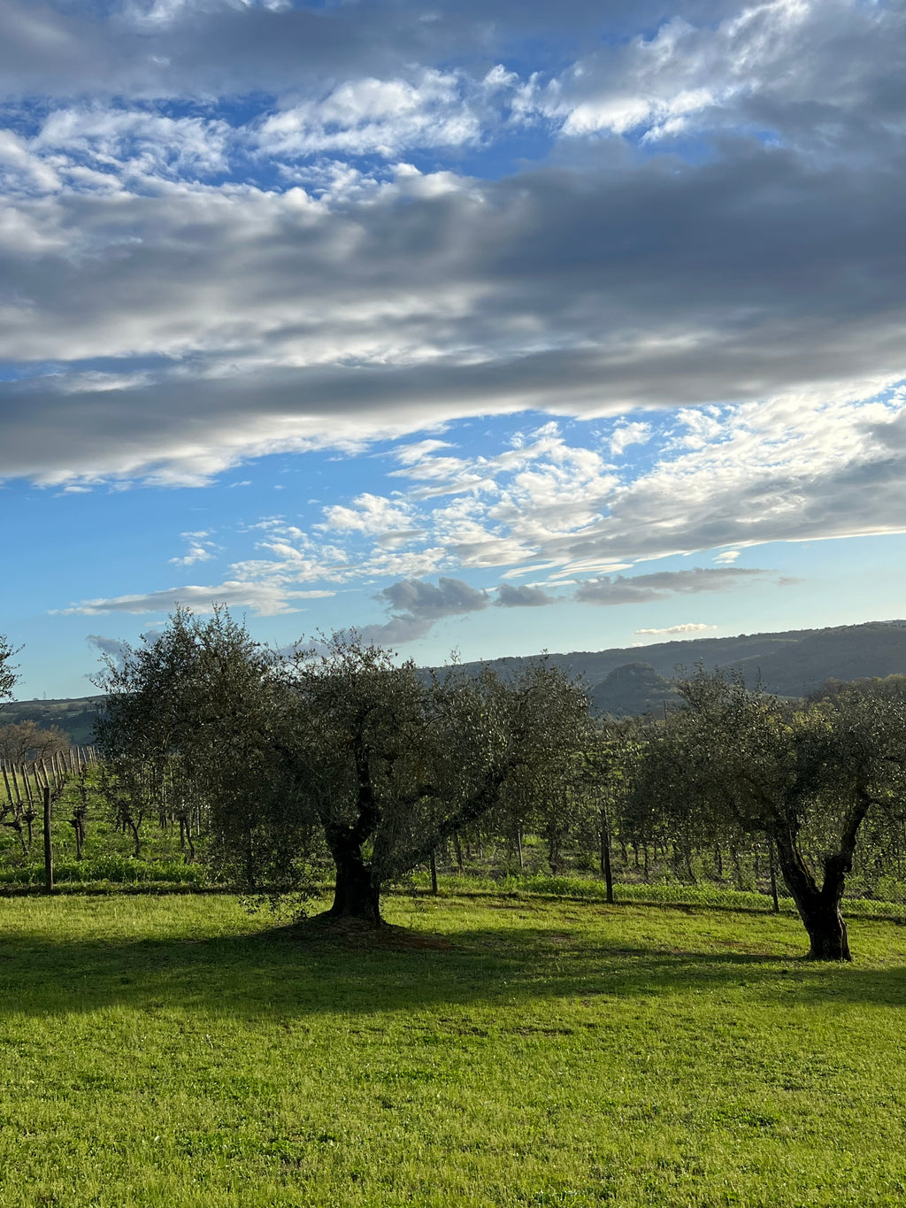 Red Wine Pagliano-Tenuta Morciano